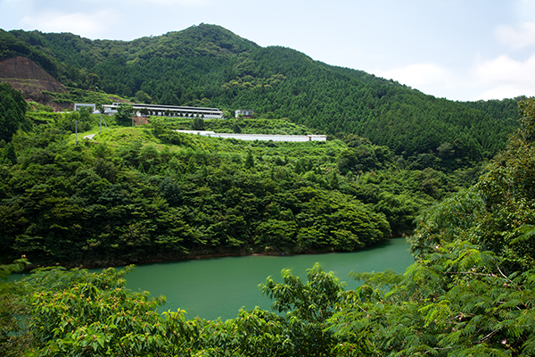 自然豊かな自社養鶏場「タムラポートリー」